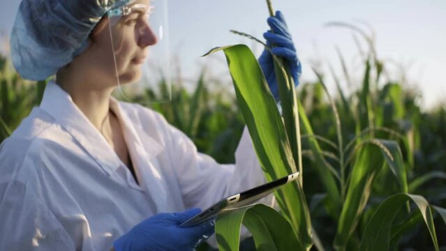 A female research assistant laboratory assistant in a protective suit with a hat conducts data collection stands on a plantation field of green corn plant leaves. Artificial cultivation of plant foods