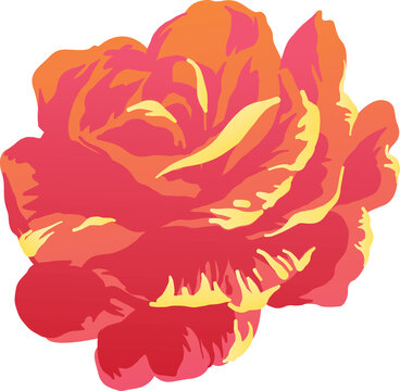 Illustration of red, orange and yellow rose flower