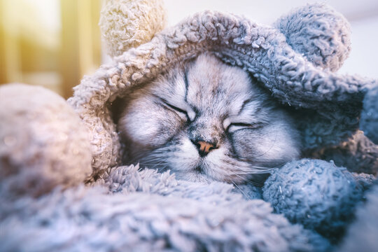 Cute beautiful grey cat sleeping or napping in cozy soft blanket on sunny day. Cat warming under a plaid in cold weather