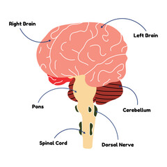 Human brain diagram, flat line vector style. Educational medical internal organ scheme, anatomy, biology, cartoon illustration, physiology. Health, system, body, mind, head, intellect, neurology, art.