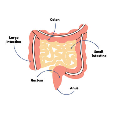 Human small and large intestine diagram, internal organ anatomy, flat vector line style. Educational cartoon scheme, medicine, biology, physiology. Digestive tract, flora, gut, system, health, body.
