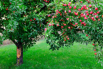 Apple Tree in Fall Autumn with Ripe Red Apples Ready to Harvest