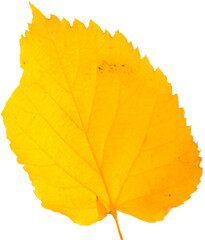 Image of close up of yellow autumn leaf