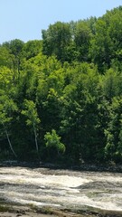 Fototapeta premium river in the forest