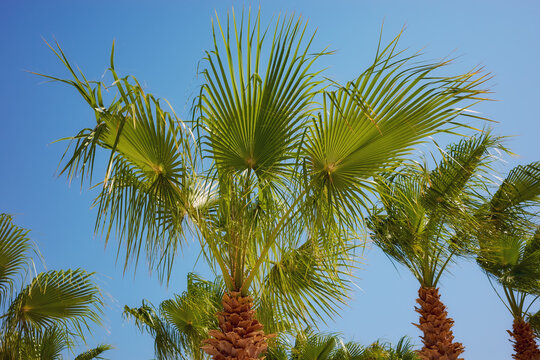 Doum palms (Hyphaene thebaica) also known as gingerbread trees against the blue sky.