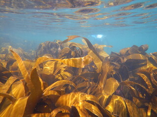 seaweed forrest