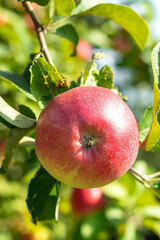 A branch with a beautiful ripe red apple close up in the autumn garden.