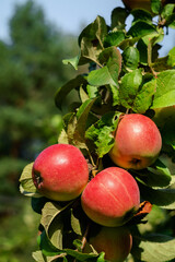 Three ripe red apples hang on a branch on an apple tree in an orchard.
