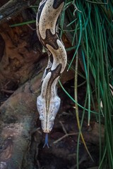 Boa constrictor snake in a park in Brazil