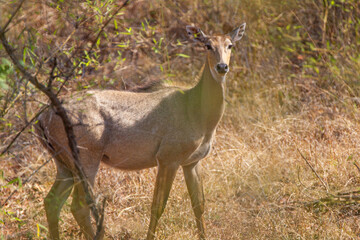 Nilgai walking towards water hole in the Forest of the Tadoba National Park in India