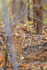 Young Spotted Deer grazing near its mother on the forest floor looking out for Tigers in Tadoba National Park, India