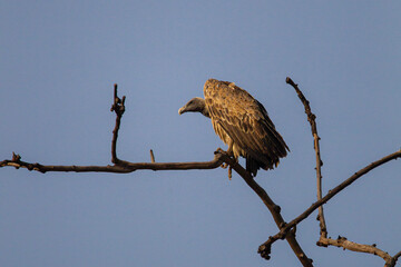 Vultures sitting on a tree overlooking Bandhavgarh in India	