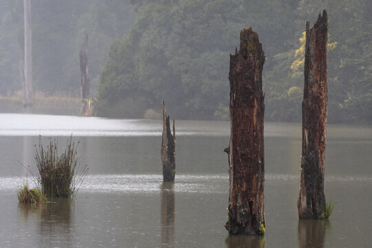 Dead trees rise out of the water at Lake Elizabeth, Great Otway National Park, Victoria. Beautiful Australian landscape.