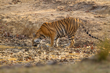 Fototapeta na wymiar A Bengal Tiger keeping cool in the jungle waterholes of Bandhavgarh, India