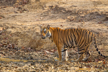 Fototapeta na wymiar A Bengal Tiger keeping cool in the jungle waterholes of Bandhavgarh, India