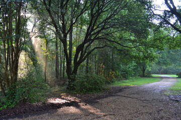 path in the woods