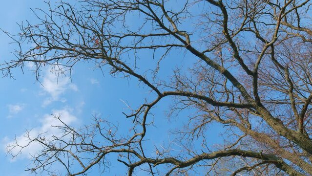Bright blue sky and clouds at sunset in spring with old oak tree branches background. Bottom-up view of leafless tree against blue sky. Static view.