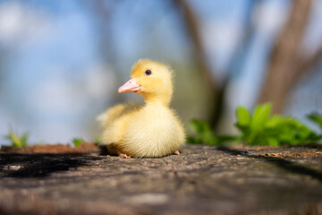 Little funny duck