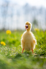 Little funny duck