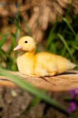 Little funny duck