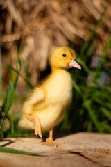 Little funny duck