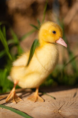Little funny duck