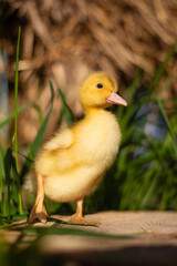 Little funny duck
