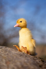 Little funny duck