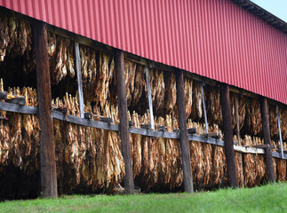 Barn Full of Curing Tobacco