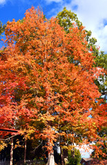 Fototapeta na wymiar Brillant Orange Autumn Tree in Rogersville