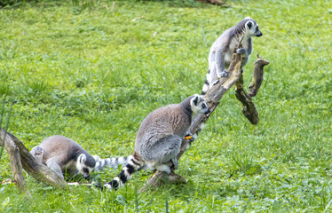 A family of Ring-Tailed lemurs (Lemur catta) on a meadow