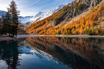 French Alps. Orceyrette Lake in Autumn with golden larch trees. Briancon Region in the Hautes-Alpes. France - 531726985