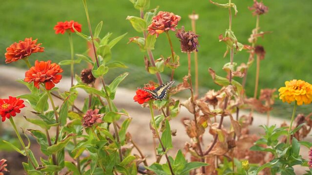 Butterfly on a bed of zinnias in a garden - Butterfly series