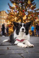 Border Collie Lies Down on Cobblestone at Old Town Square during Festive Season. Vertical Dog Portrait of Black and White Dog in front of Christmas Tree in Prague.