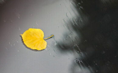 one single yellow golden leaf on windshield of car,water flowing pouring on glass.rainy fall autumn day, black background cloudy gray sky reflection.wet vehicle window surface,drops