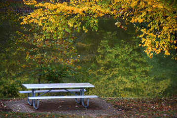 Picnic Table Sits Beneath Golden Leaves