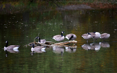 Obraz premium Steele Creek Park Wildlfe