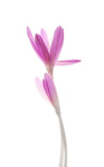 Saffron crocus flower, Crocus sativus isolated on white