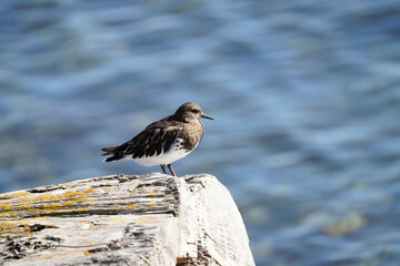 Black Turnstone posing