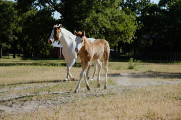 Paint horse mare with foal kid in dry summer Texas pasture on farm.