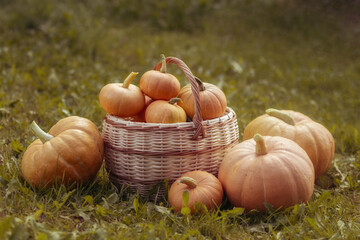 Thanksgiving pumpkins  garden basket.  Halloween and thanksgiving holiday and autumn harvest background