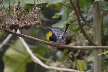 Pájaro del eje cafetero en Manizales, Colombia