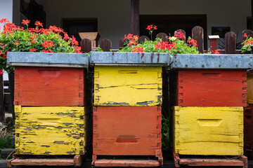 Old yellow and red bee hives in a row, geranium flowers in the background, front view