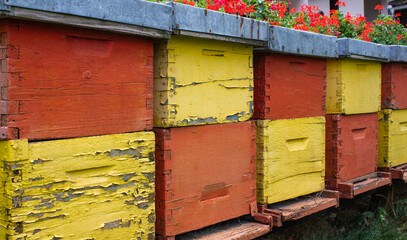 Old yellow and red bee hives in a row, geranium flowers in the background, diagonal view