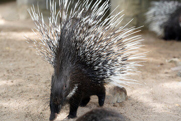 Stachelschwein mit aufgestellten Borsten