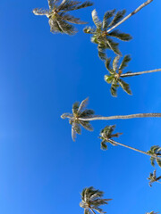 palm tree and blue sky