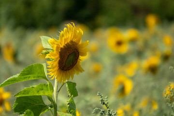 beautiful bright yellow sunflower with blurred sunflowers in the background