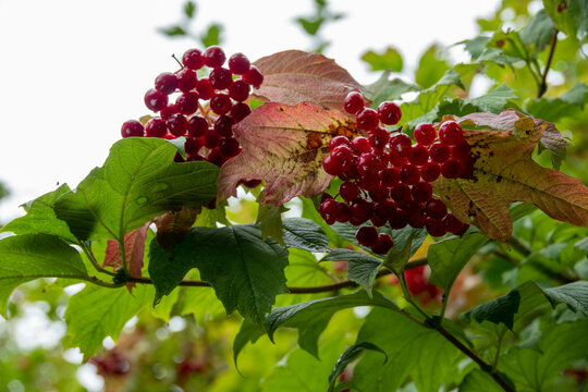 raindrops on bright red berries and leaves of high bush cranberry viburnum opulus
