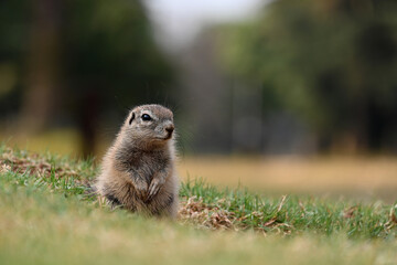 Young Fantail Ground Squirrel sitting inquisitively at the entrance of its hole and watching me to see what i am doing. taken in Johannesburg in South Africa