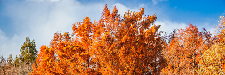Treetops of orange cypress trees in autumn with blue sky